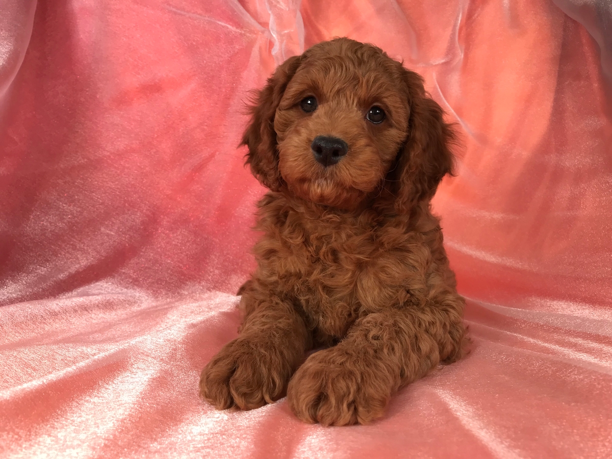 Dark Red Male Cockapoo Puppy for Sale $975